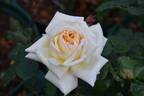 Fontanelle rose photo