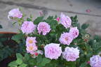 Gra's Blue rose photo