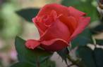 Harmonie ® rose photo