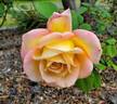 Grand'mère Jenny rose photo