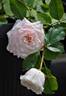 Kisme rose photo