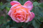 Jessica rose photo