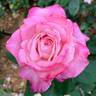 Aquarius rose photo