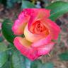 Hisami rose photo