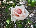 Pharisäer rose photo