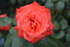 Karen Julie rose photo