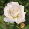 Matterhorn ® rose photo