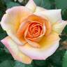 Tahitian Sunset ™ rose photo