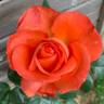 Voodoo rose photo