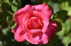 Lady Trent rose photo