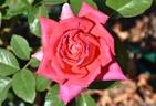 Lady Trent rose photo