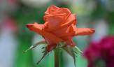 Lambada ® rose photo