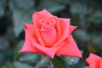 Lambada ® rose photo