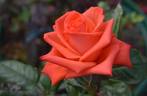 Lambada ® rose photo
