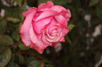 Linda Porter rose photo