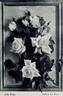 Lily Pons rose photo