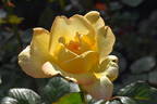 Mountbatten rose photo