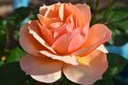 Norwich Castle rose photo