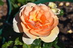 Norwich Castle rose photo