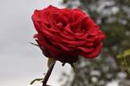 Obsession rose photo