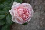 Poetry rose photo