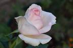 Poetry rose photo
