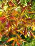 Corylus rose photo