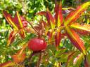 Corylus rose photo