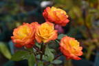 Rumba ® rose photo