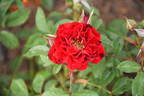 Scarlet Sunblaze ™ rose photo