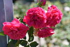 Spartan rose photo