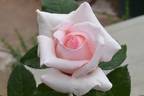 Susan rose photo