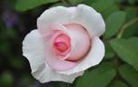 Susan rose photo