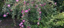 <i>Rosa willmottiae</i> Hemsl. rose photo