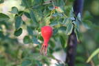 <i>Rosa willmottiae</i> Hemsl. rose photo