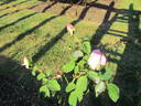 Grace Darling rose photo
