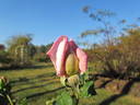 Grace Darling rose photo