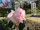 Grace Darling rose photo