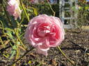 Grace Darling rose photo