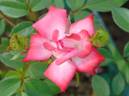 Dreamglo rose photo
