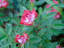 Dreamglo rose photo