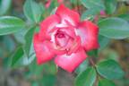 Dreamglo rose photo