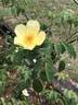 Lemon Zen rose photo