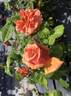 Duquesa de Peñaranda rose photo