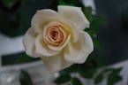 Loving Touch ™ rose photo
