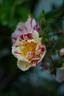 Roller Coaster rose photo
