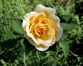 Crown of Gold rose photo