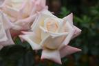 April Hamer rose photo