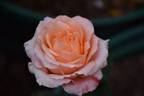 Myrna's Dream™ rose photo