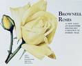 Lily Pons rose photo